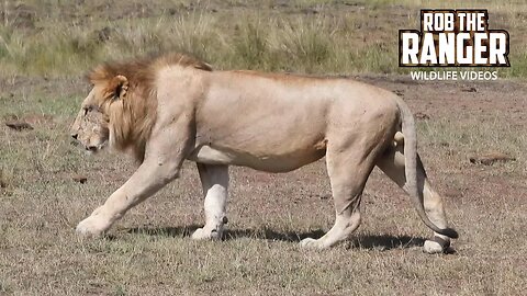 Lion Taking Care Of his Mate As His Brother Walks By | Lalashe Maasai Mara Safari