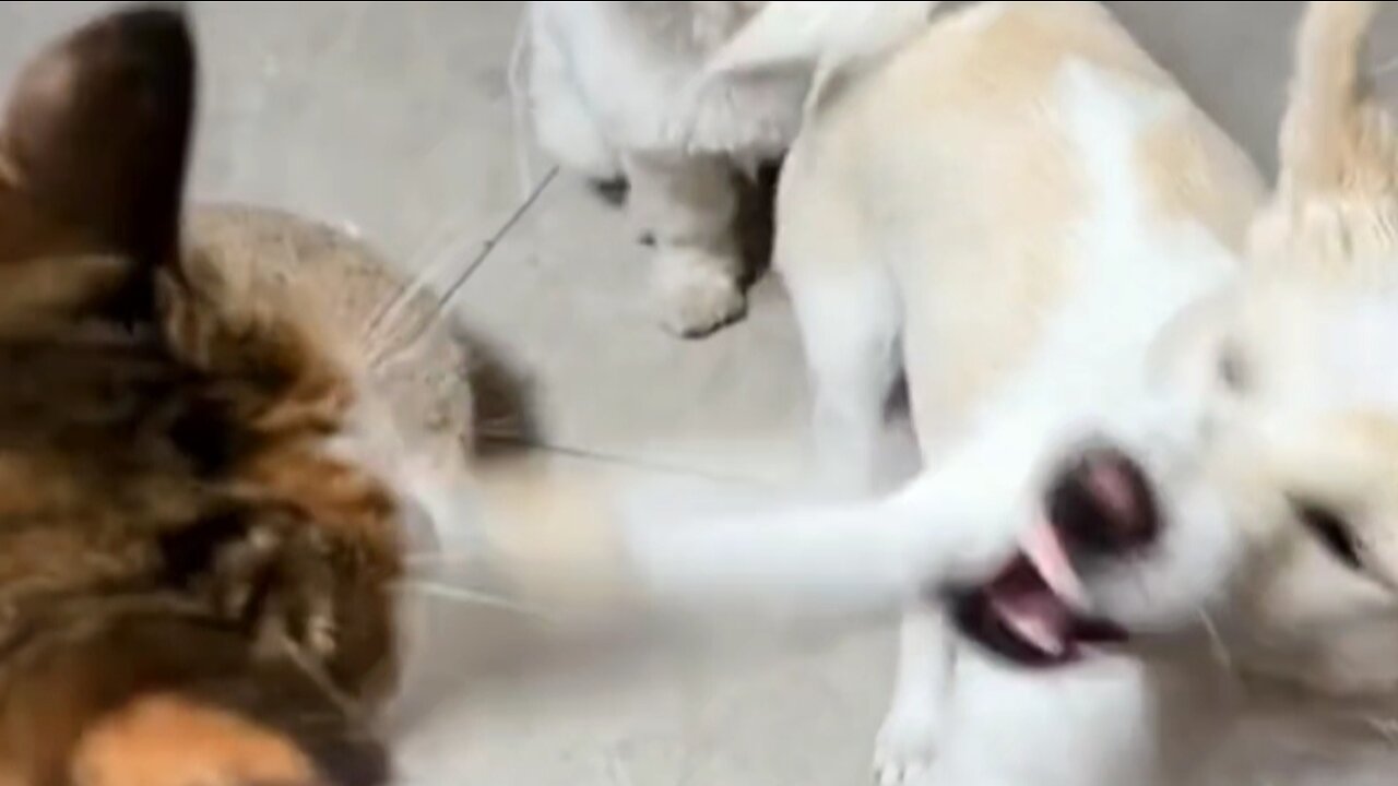 Cute cat and dog funny fighting