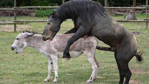 Horse Mating Donkey - Donkeys Breeding -