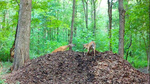 Deer bucks, fawns, does, barking and snorting, bleating and wheezing!