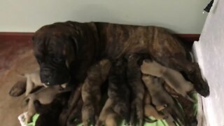 LonelyCreek Tuffy litter. #bullmastiffpuppy #puppytraining #bullmastiff #lonelycreek