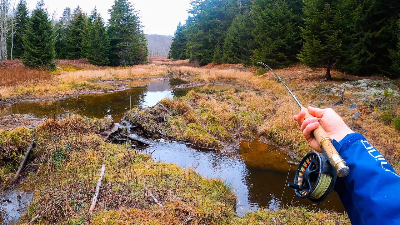 Trout Fishing some INCREDIBLY UNIQUE Water!! - "Decades in the Making"