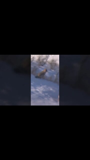 Yotes licking their chops watching mule deer. #shorts