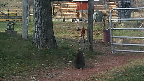 Hefty Wild Turkey Flock Takes To Trees - Roosting At Altitude - Meleagris gallopavo