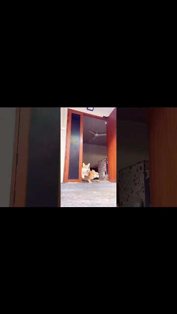 Fast and Furious: Corgi Drift #shorts #shortsfeed #clips #shortvideo