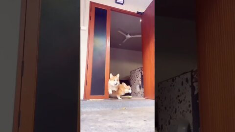 Fast and Furious: Corgi Drift #shorts #shortsfeed #clips #shortvideo