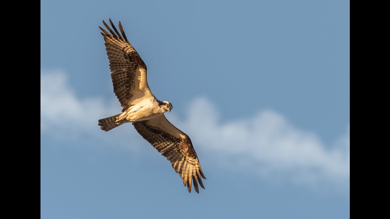 A Majestic Bird being set Free