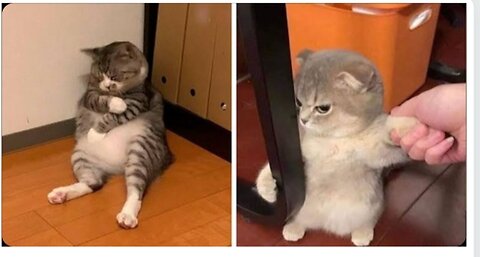 Cute cat funny video . Animal funny video