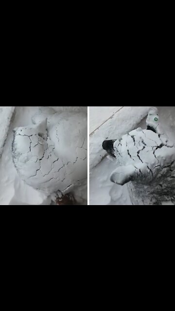 Husky Prefers to Sleep in Snow During Blizzard