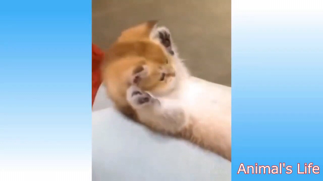 Cute Animals Video Compilation - They Are Adorable #1