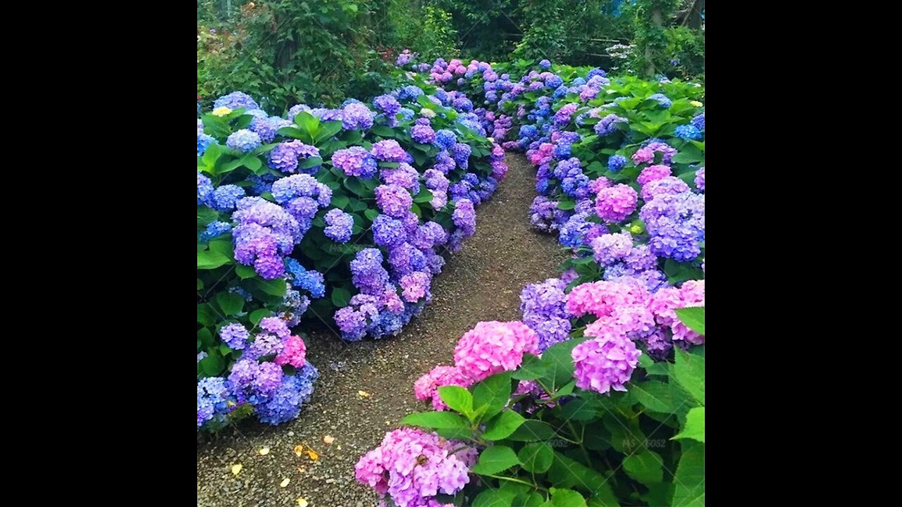 Hortencias coloridas