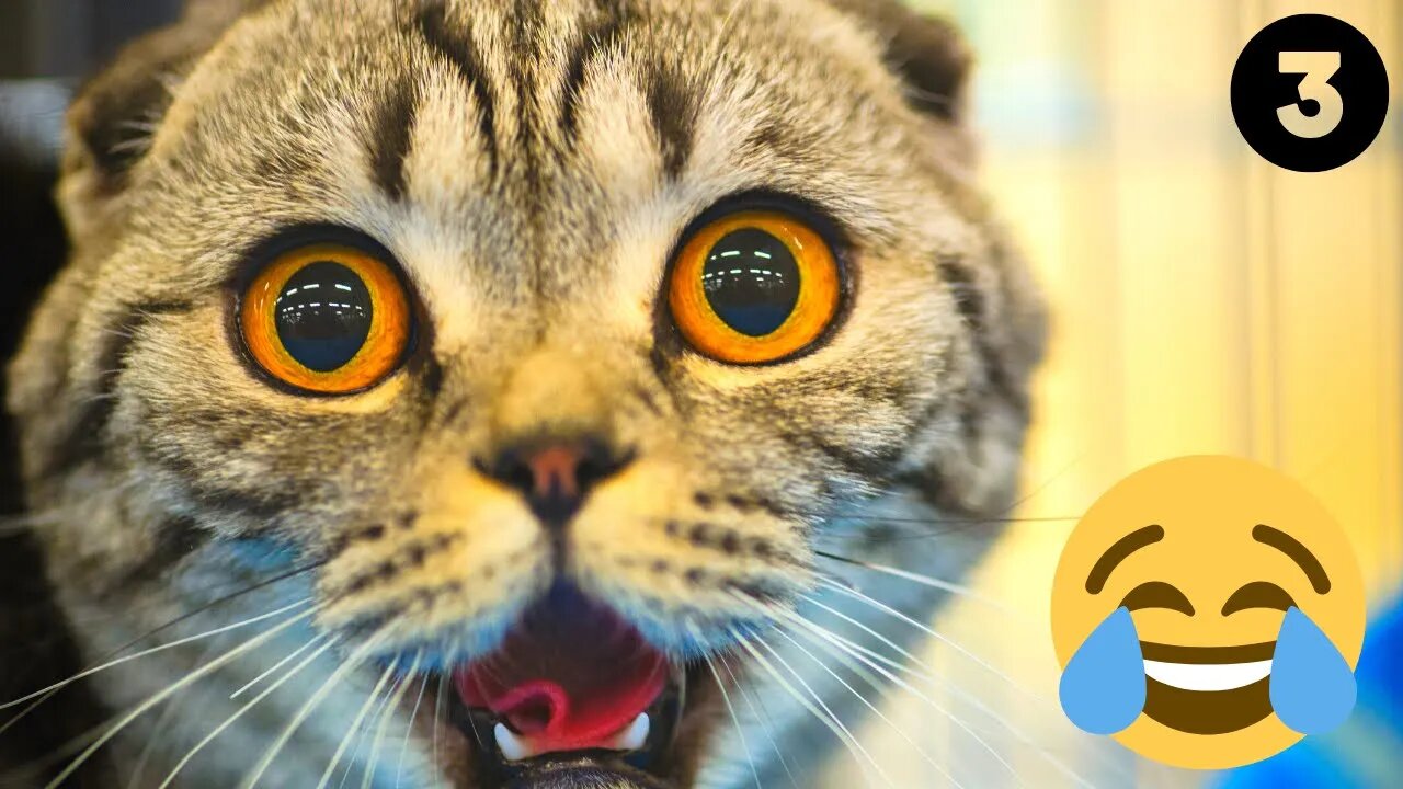 funny Animal Videos 2022 😂 - Funniest Cats And Dogs Video 😺#3