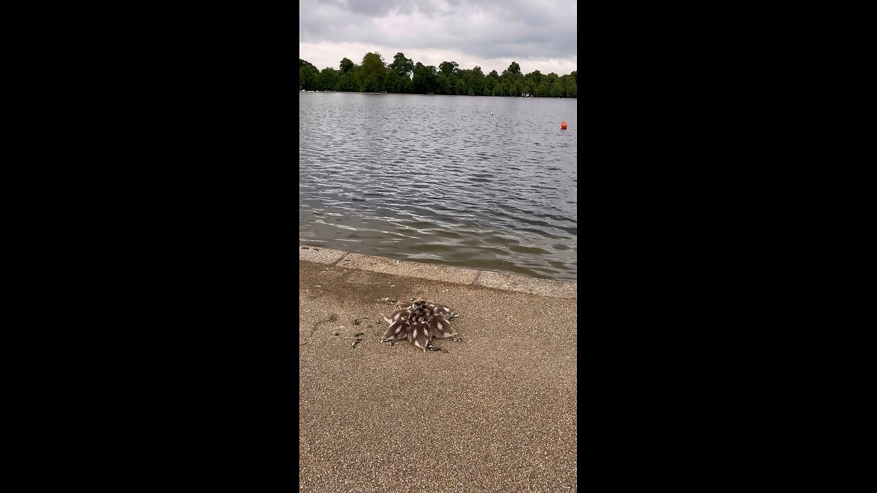 Funny video
