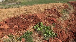 The power of progress in natural systems