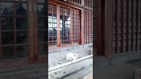 Shrine cat sheltering from the rain #shorts