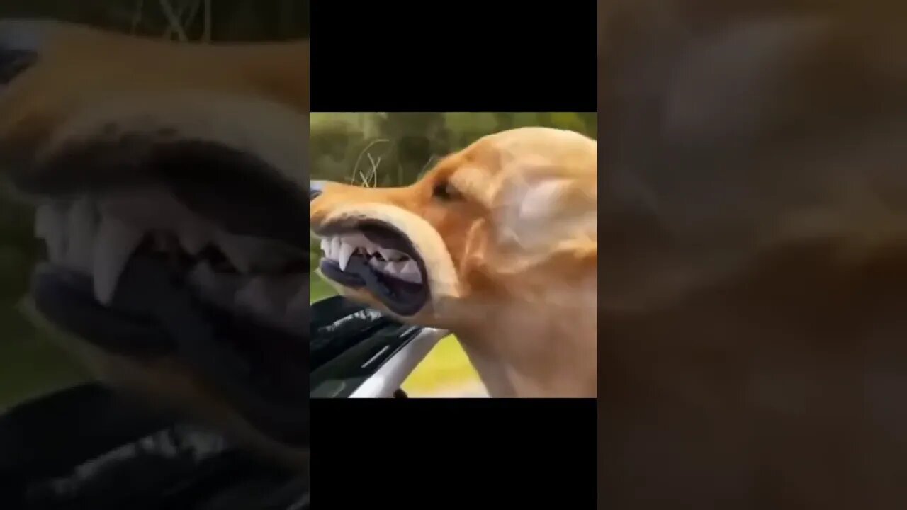 Funny Animals 2023!!!