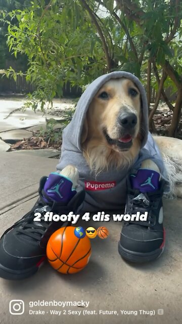 Golden Retriever’s CLB Music Video