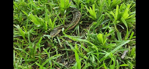 Garter Snake