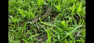 Garter Snake