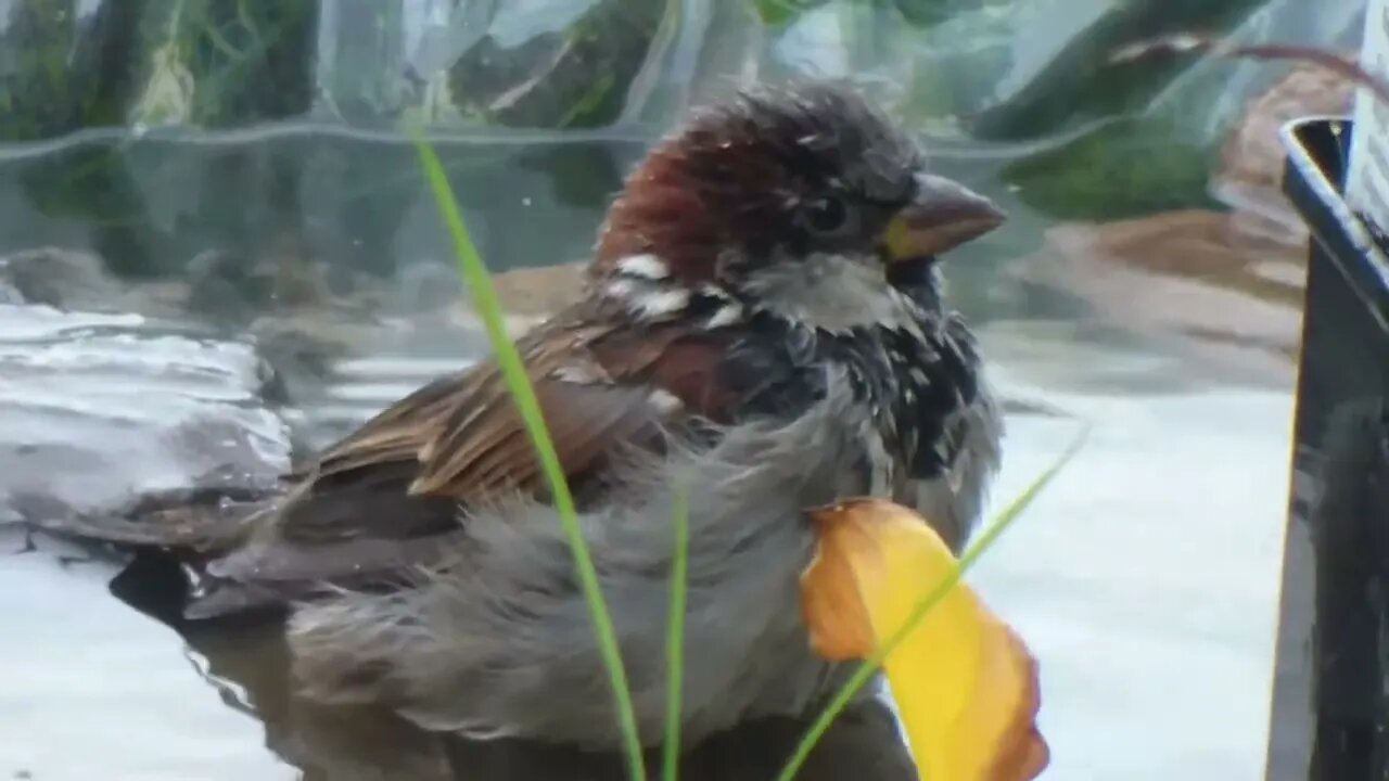 Birds shower