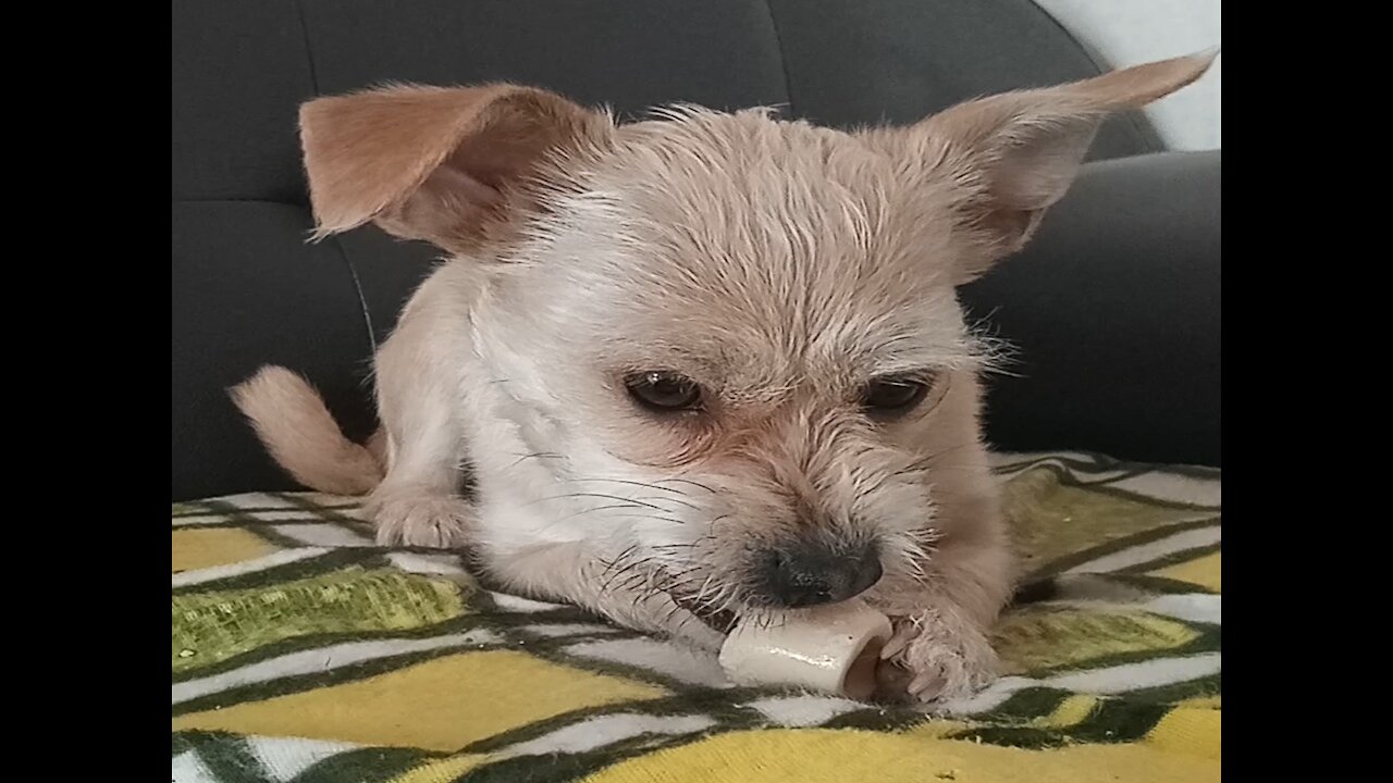 This puppy is a little sensitive when eating snacks.