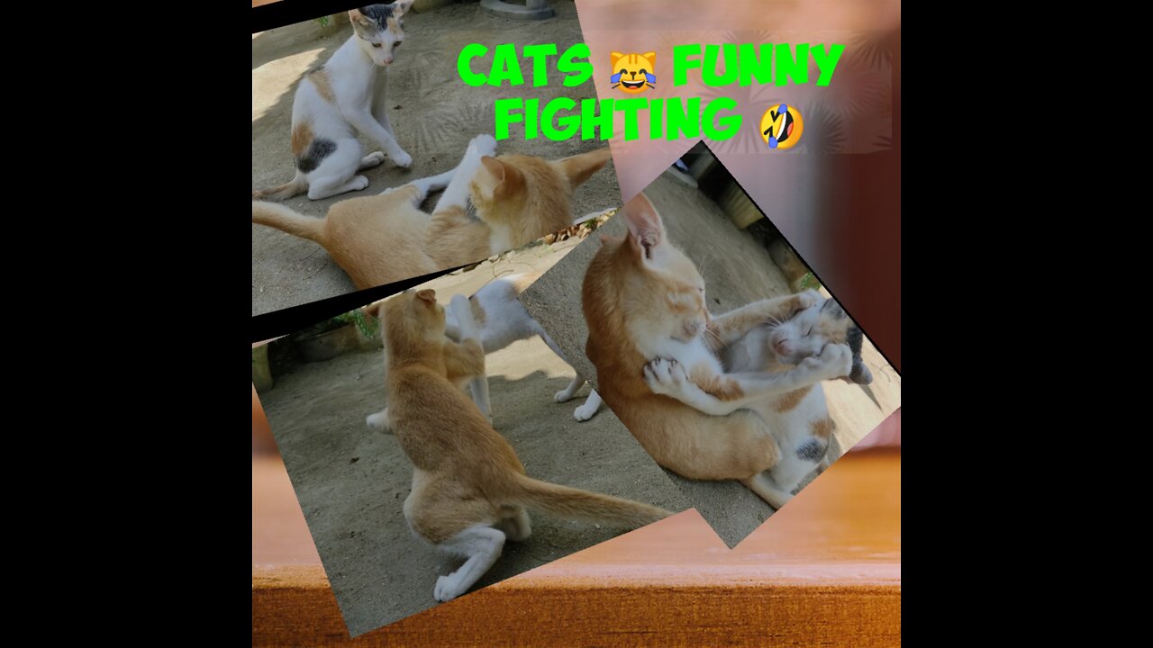 cats funny playing