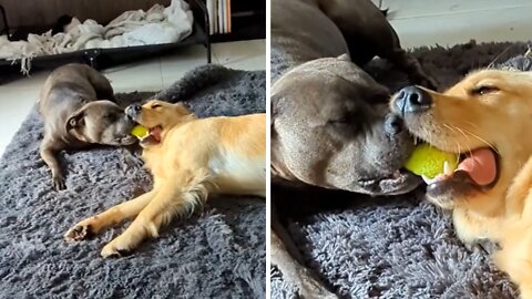 Silly Doggies Each Refuse To Give Up Favorite Toy