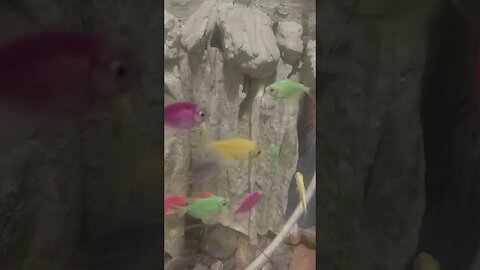 #ikanhiasairtawar #fish #shortvideo #shortsfeed