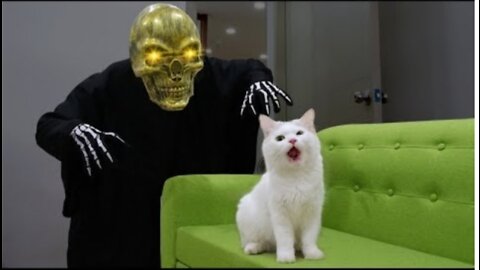 Funny Cats vs Skull 2