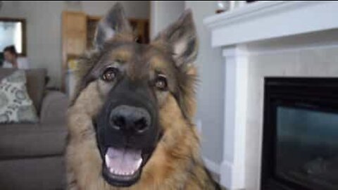 犬から学ぶ人生の教訓