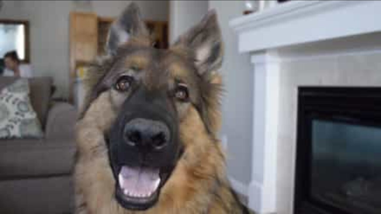 犬から学ぶ人生の教訓