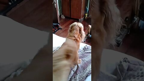 #dogshow , #animals , #dogs , #shortsvideo (2)