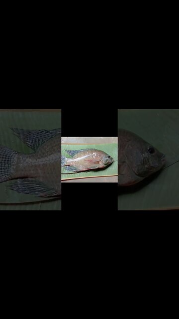 😍@BENGALCOOKING #shorts #youtubeshorts #ytshorts #viral #viralshorts #viralshort #trending #trend