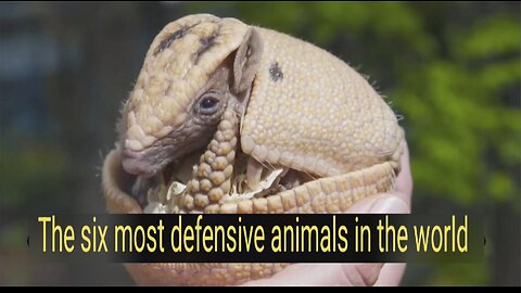 The 6 animals with the strongest defense in the world