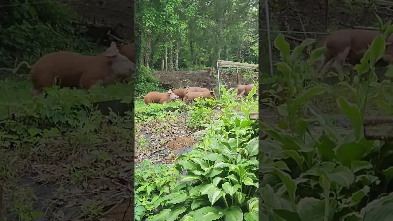 Piglets on the Loose! @UncleTimsFarm #kärnəvór #carnivore #shorts #hereford #freerangepigs