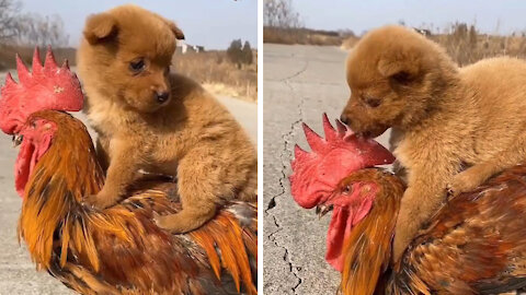 dogs and chickens love each other and be friends