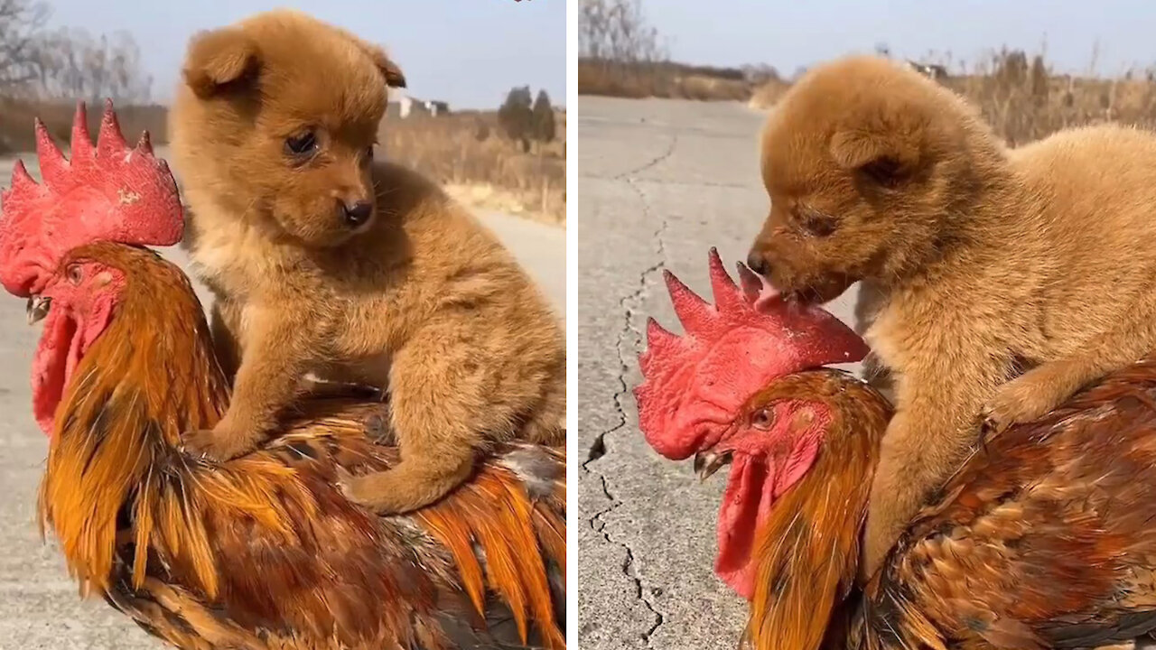 dogs and chickens love each other and be friends