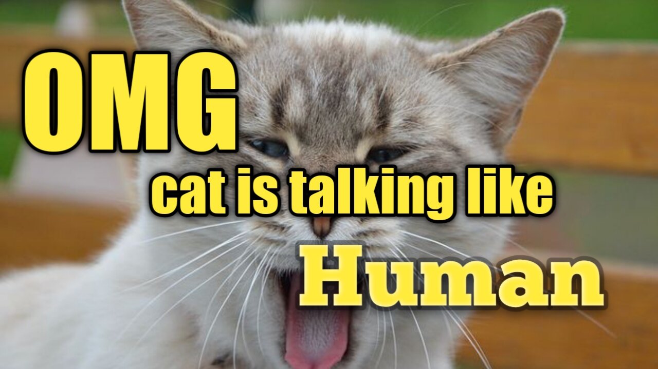 Cat talking as human