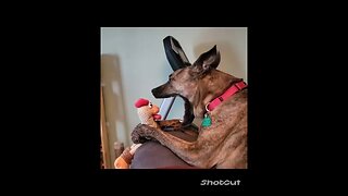 Today's Dose Of Funny Derpy Animals!!!