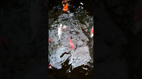 Ikan tetangga memang menggoda