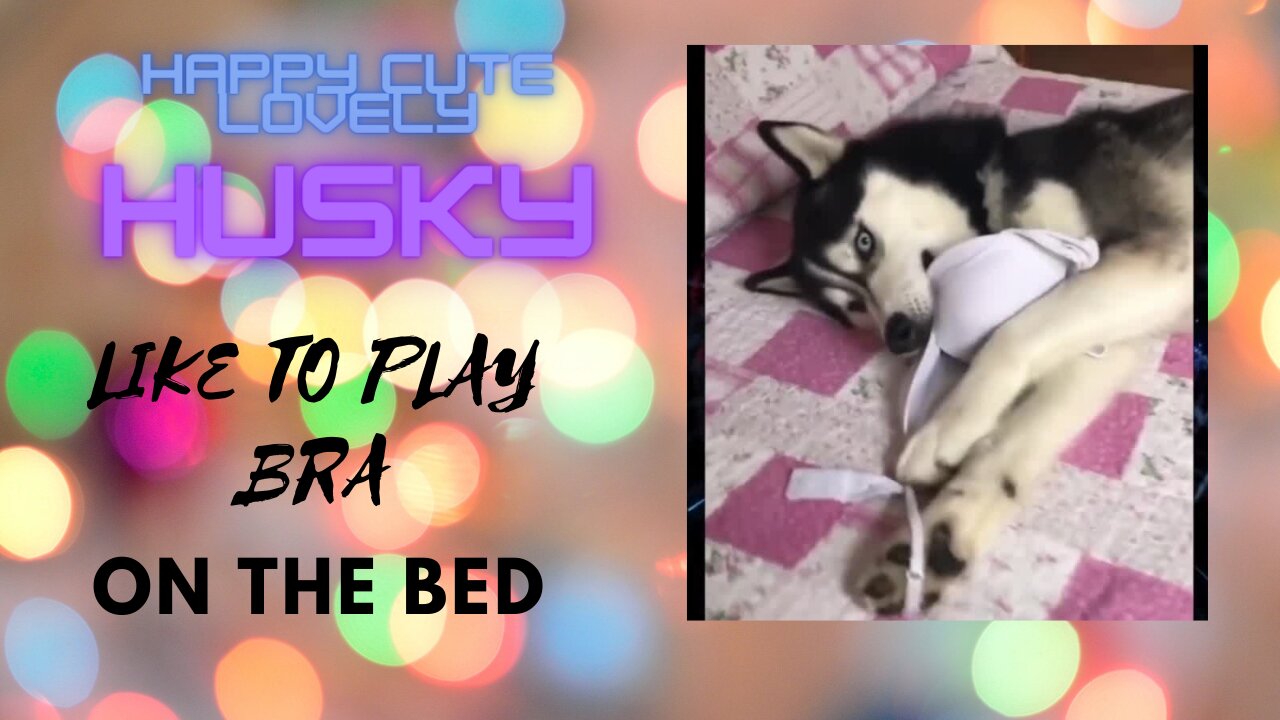 FUNNY CUTE HUSKY LIKE TO PLAY BRA ON THE BED