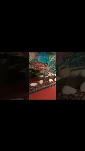 Tank full of shrimp! One Happy Turtle 🐢 #pets