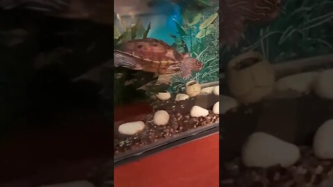 Tank full of shrimp! One Happy Turtle 🐢 #pets