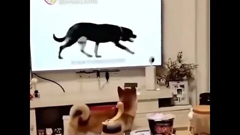 funny dog video