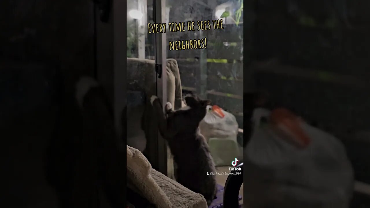This cat gets pissed at ANYTHING walking by