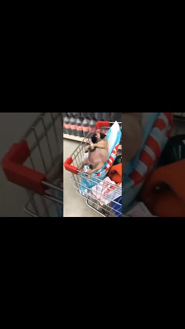 How cute??❤️❤️ #pug #dog #puppy #Pugdoge