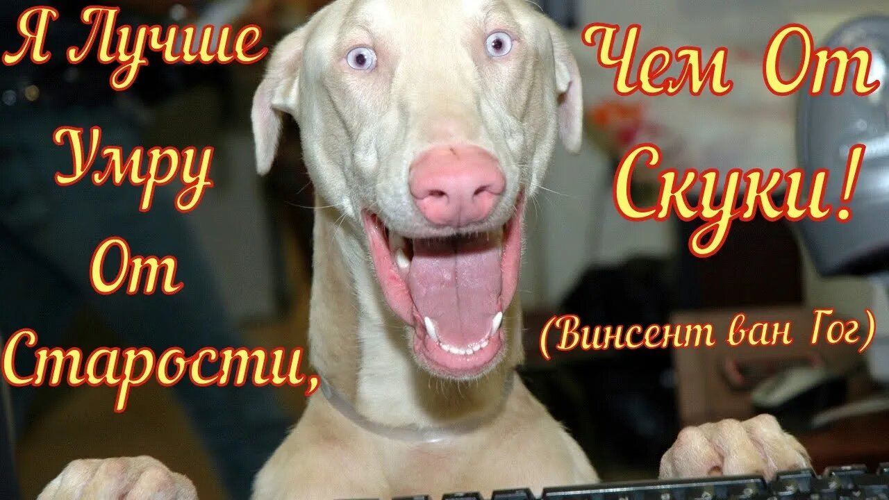 Смешные Собаки 27 Funny Dogs