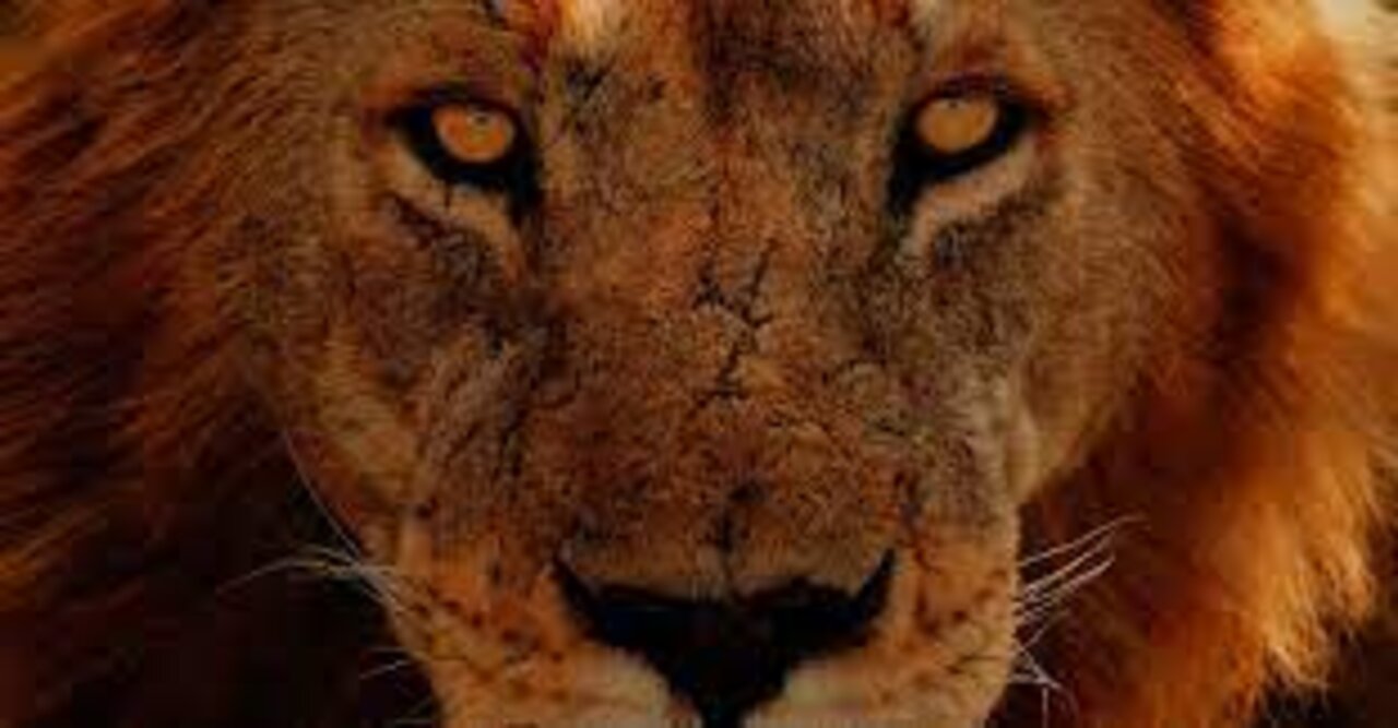 Wild Animals Free HD Videos - No Copyright Claim