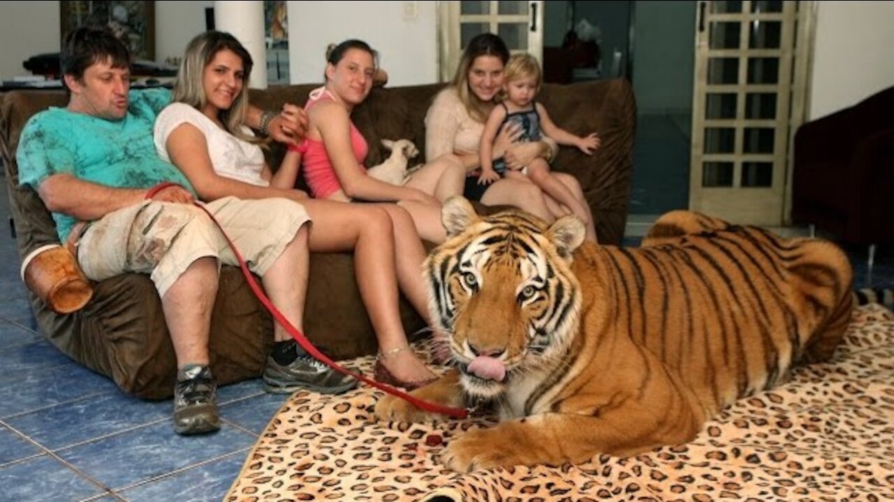 Living With Tigers: Family Share Home With Pet Tigers