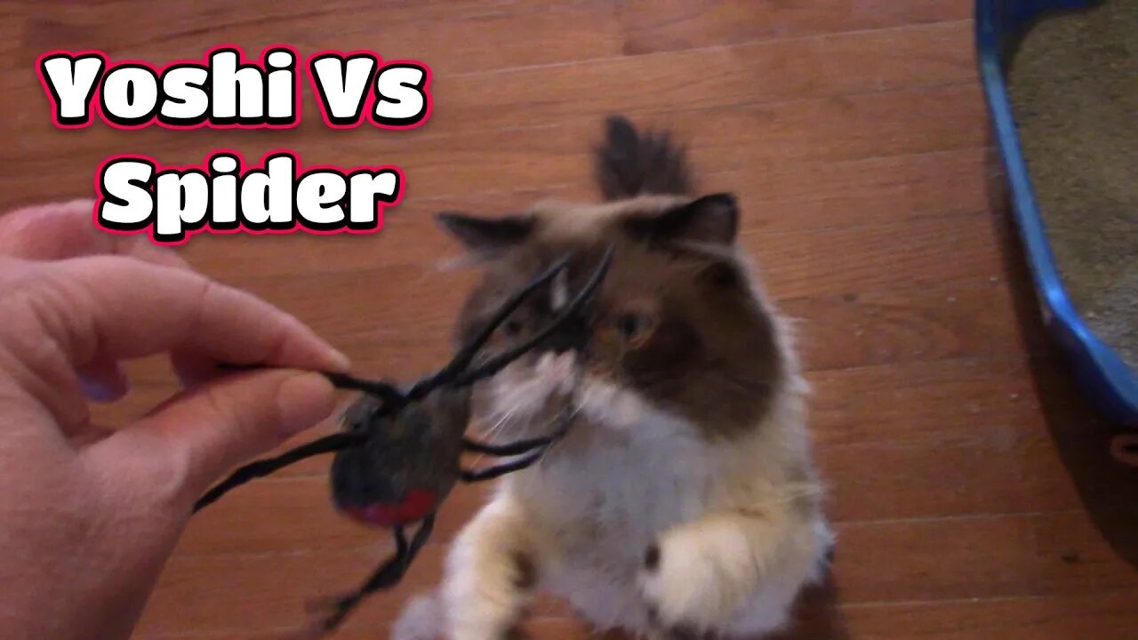 Yoshi Vs Robot Spider! 😻